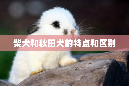 柴犬和秋田犬的特點和區別