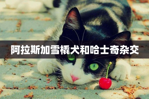 阿拉斯加雪橇犬和哈士奇雜交