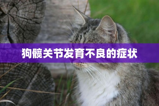 狗髖關節發育不良的癥狀