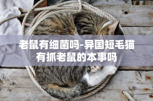老鼠有細菌嗎-異國短毛貓有抓老鼠的本事嗎
