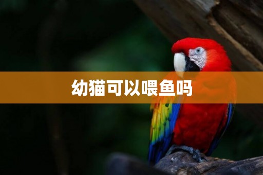 幼貓可以喂魚嗎