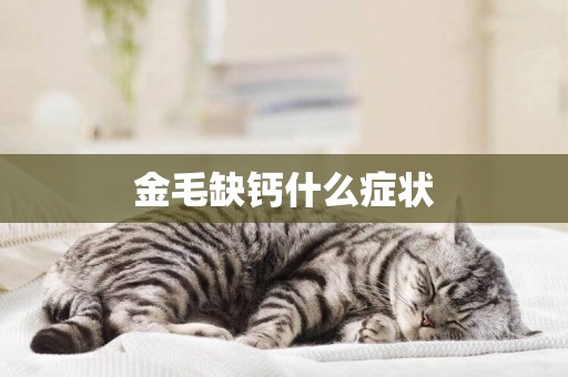 金毛缺鈣什么癥狀