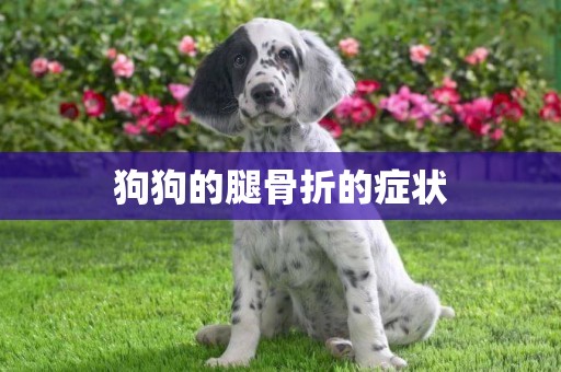 狗狗的腿骨折的癥狀