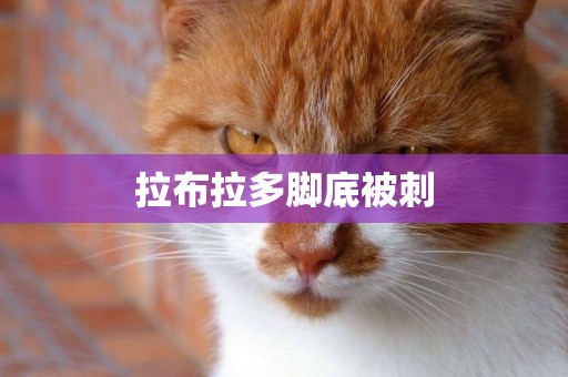 拉布拉多腳底被刺