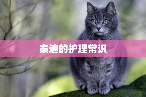 泰迪的護理常識