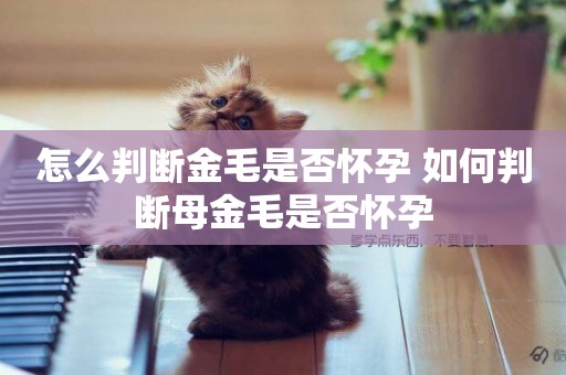 怎么判斷金毛是否懷孕 如何判斷母金毛是否懷孕