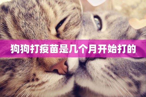 狗狗打疫苗是幾個月開始打的