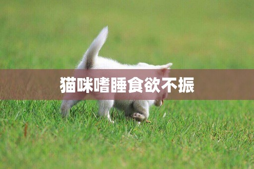 貓咪嗜睡食欲不振