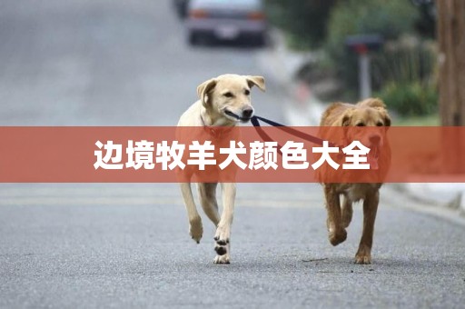 邊境牧羊犬顏色大全