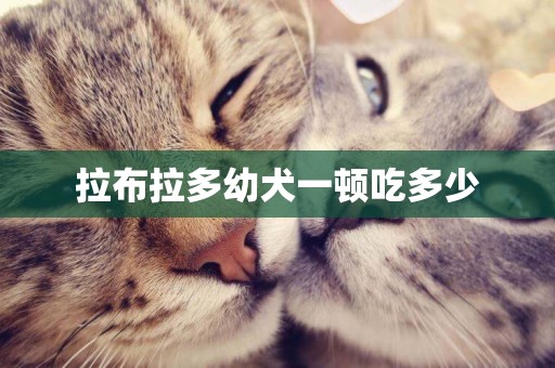 拉布拉多幼犬一頓吃多少