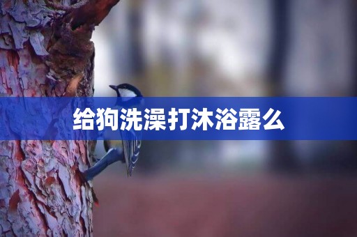 給狗洗澡打沐浴露么