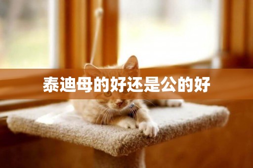 泰迪母的好還是公的好