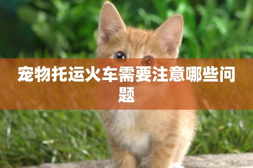 寵物托運火車需要注意哪些問題