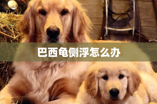 巴西龜側浮怎么辦