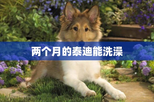 兩個月的泰迪能洗澡