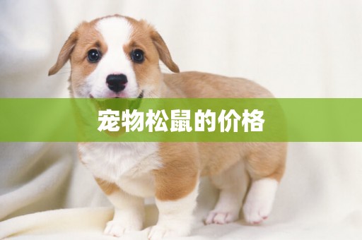 寵物松鼠的價格