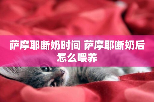 薩摩耶斷奶時間 薩摩耶斷奶后怎么喂養