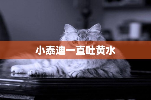 小泰迪一直吐黃水