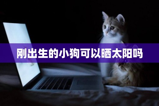 剛出生的小狗可以曬太陽嗎