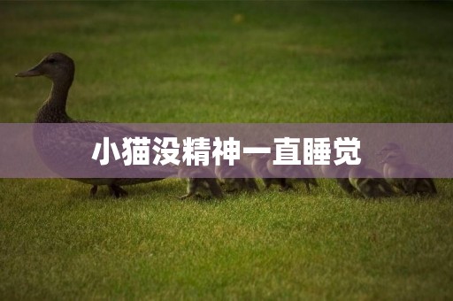 小貓沒精神一直睡覺