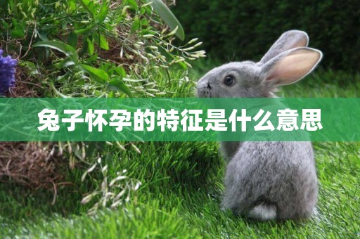兔子懷孕的特征是什么意思