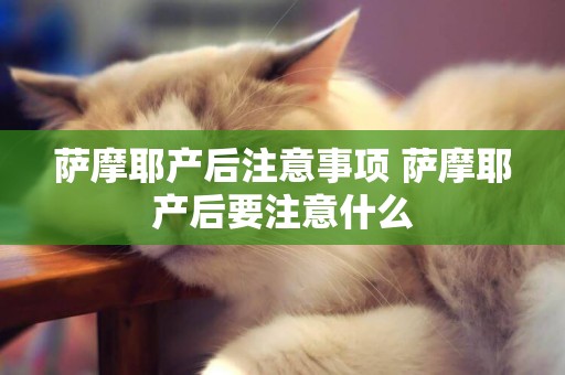 薩摩耶產后注意事項 薩摩耶產后要注意什么