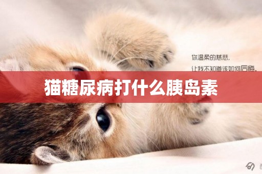 貓糖尿病打什么胰島素