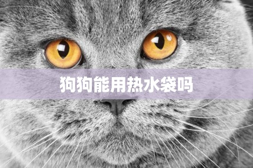 狗狗能用熱水袋嗎