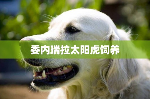 委內瑞拉太陽虎飼養