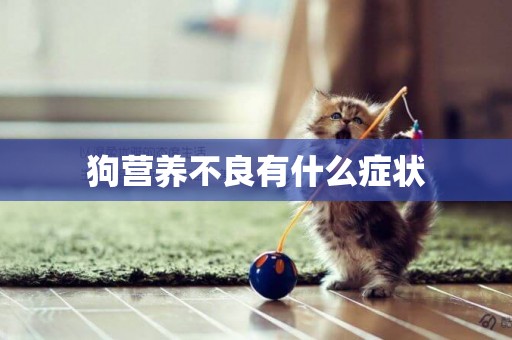 狗營養不良有什么癥狀