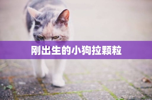 剛出生的小狗拉顆粒