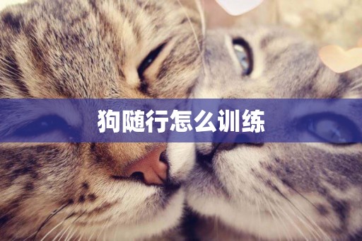 狗隨行怎么訓練