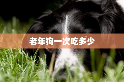 老年狗一次吃多少