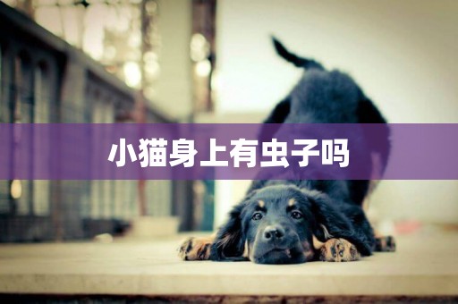 小貓身上有蟲子嗎