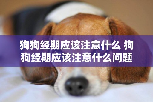 狗狗經期應該注意什么 狗狗經期應該注意什么問題