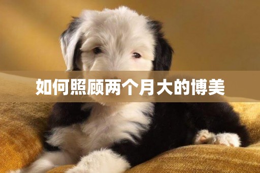 如何照顧兩個月大的博美