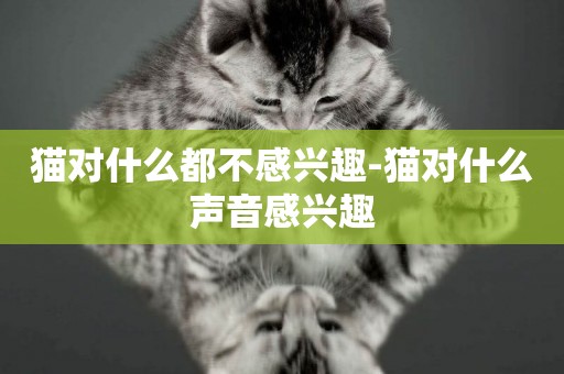 貓對什么都不感興趣-貓對什么聲音感興趣
