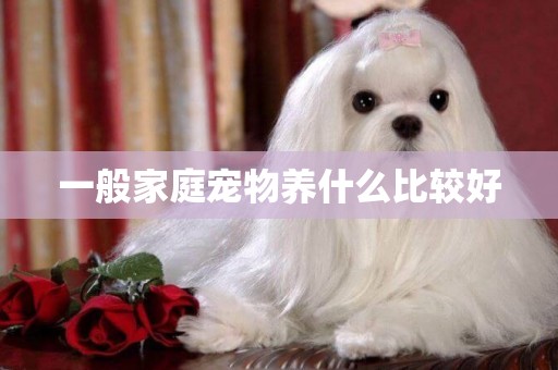 一般家庭寵物養什么比較好