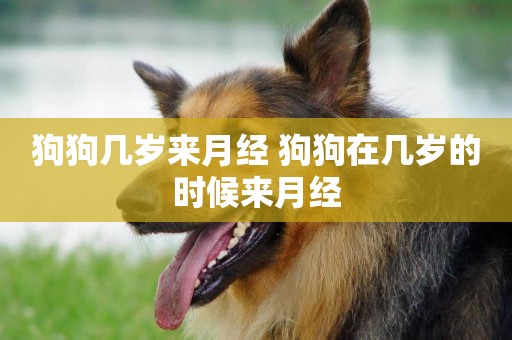 狗狗幾歲來月經 狗狗在幾歲的時候來月經
