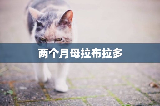 兩個月母拉布拉多