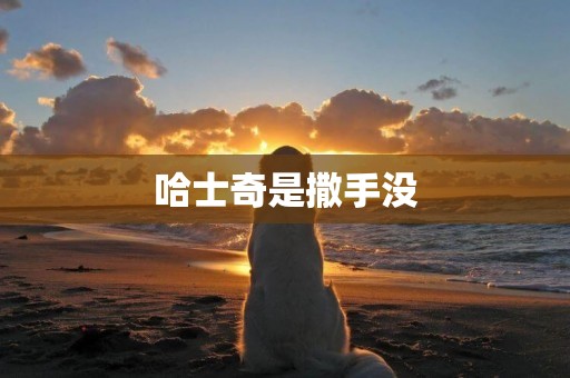 哈士奇是撒手沒