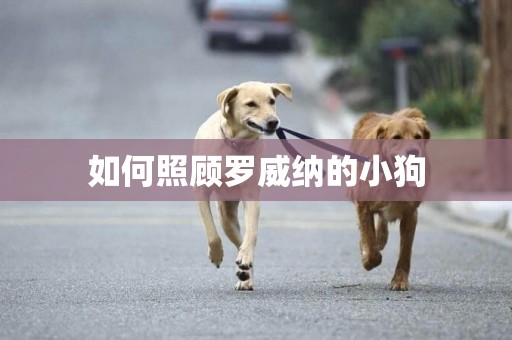 如何照顧羅威納的小狗