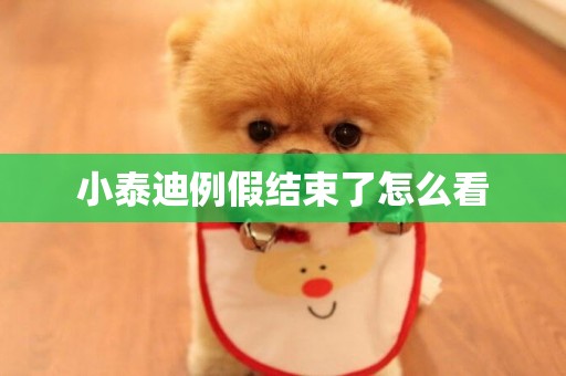 小泰迪例假結束了怎么看
