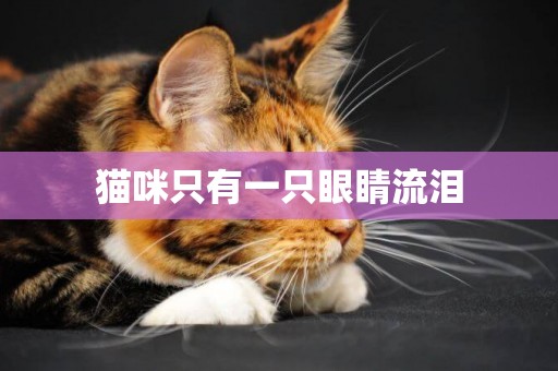 貓咪只有一只眼睛流淚