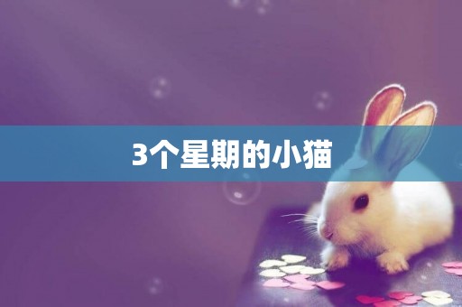 3個星期的小貓