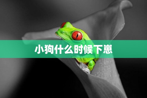 小狗什么時候下崽