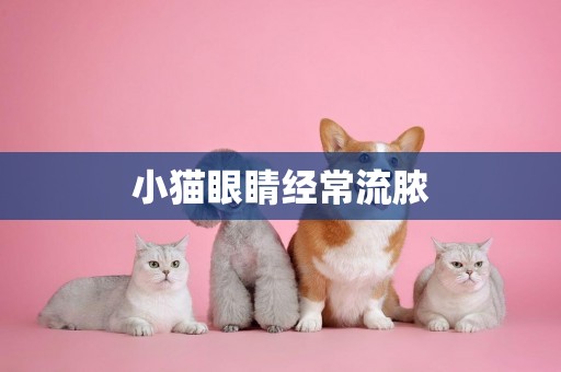 小貓眼睛經常流膿