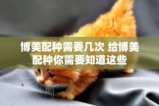 博美配種需要幾次 給博美配種你需要知道這些