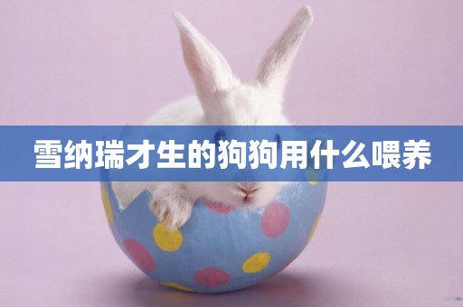 雪納瑞才生的狗狗用什么喂養