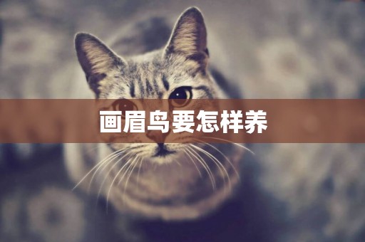 畫眉鳥要怎樣養
